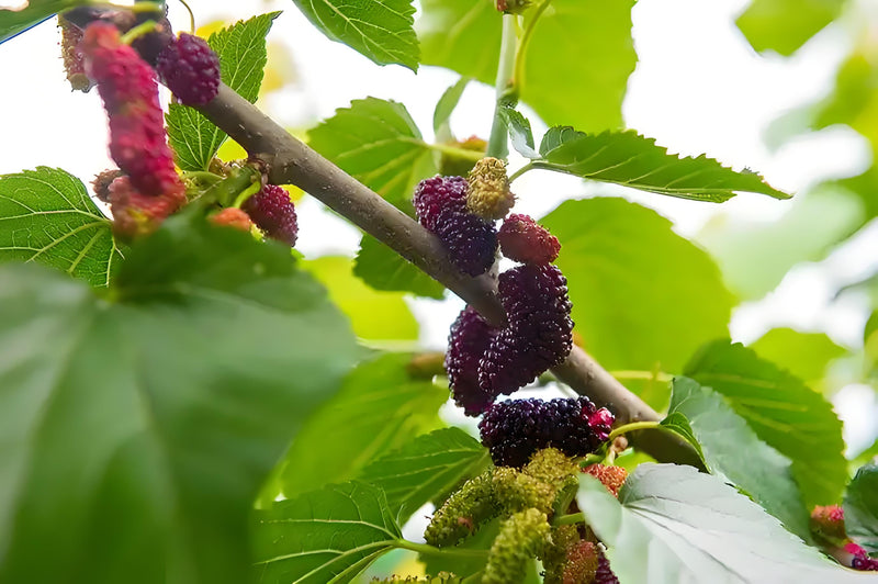 Tea Mate - Dried Mulberry